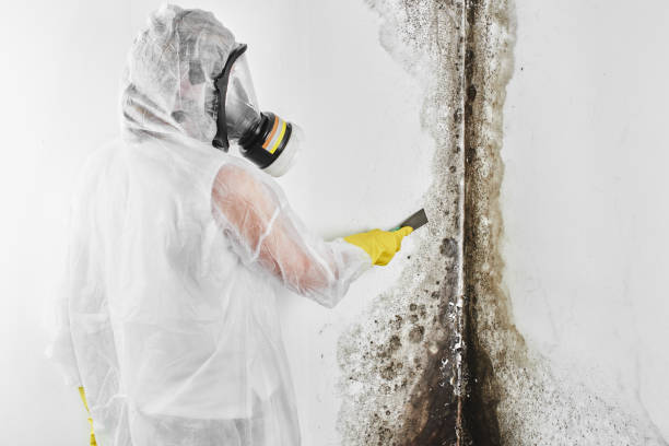 Best Fast Mold Removal  in Rock Springs, WY