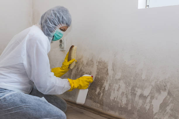 Best Local Mold Removal Service  in Rock Springs, WY