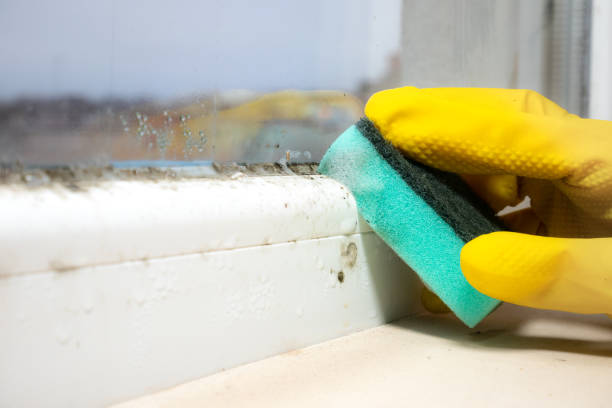 Certified Mold Removal in Rock Springs, WY