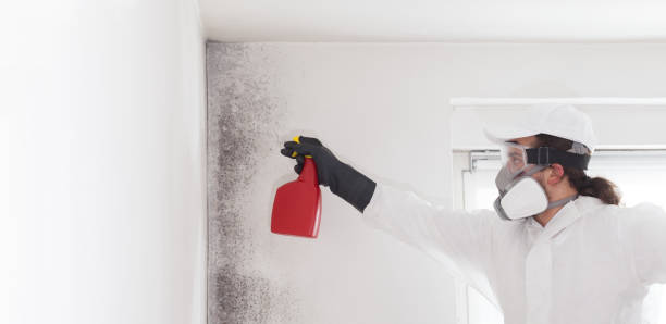 Reliable Rock Springs, WY Mold Removal Solutions