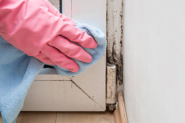 Best Office Mold Removal Services  in Rock Springs, WY